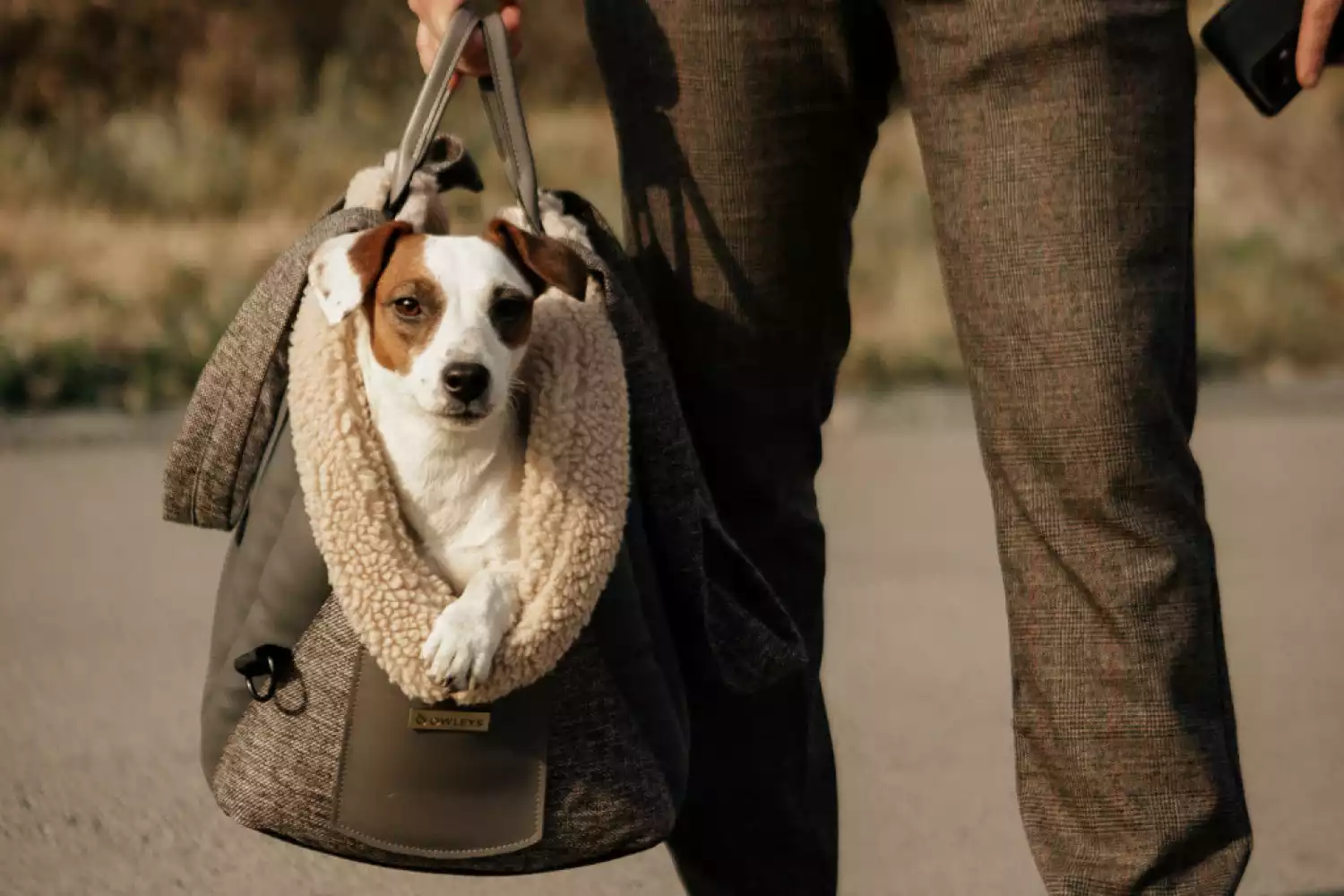 Dog Carrier Purse for Swedish Vallhund