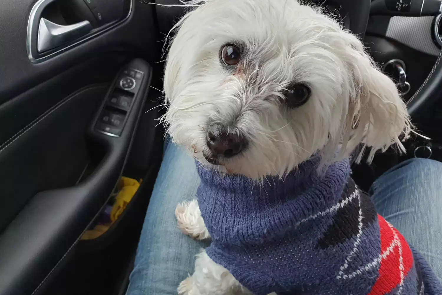 Ford Mustang back seat cover for Havanese