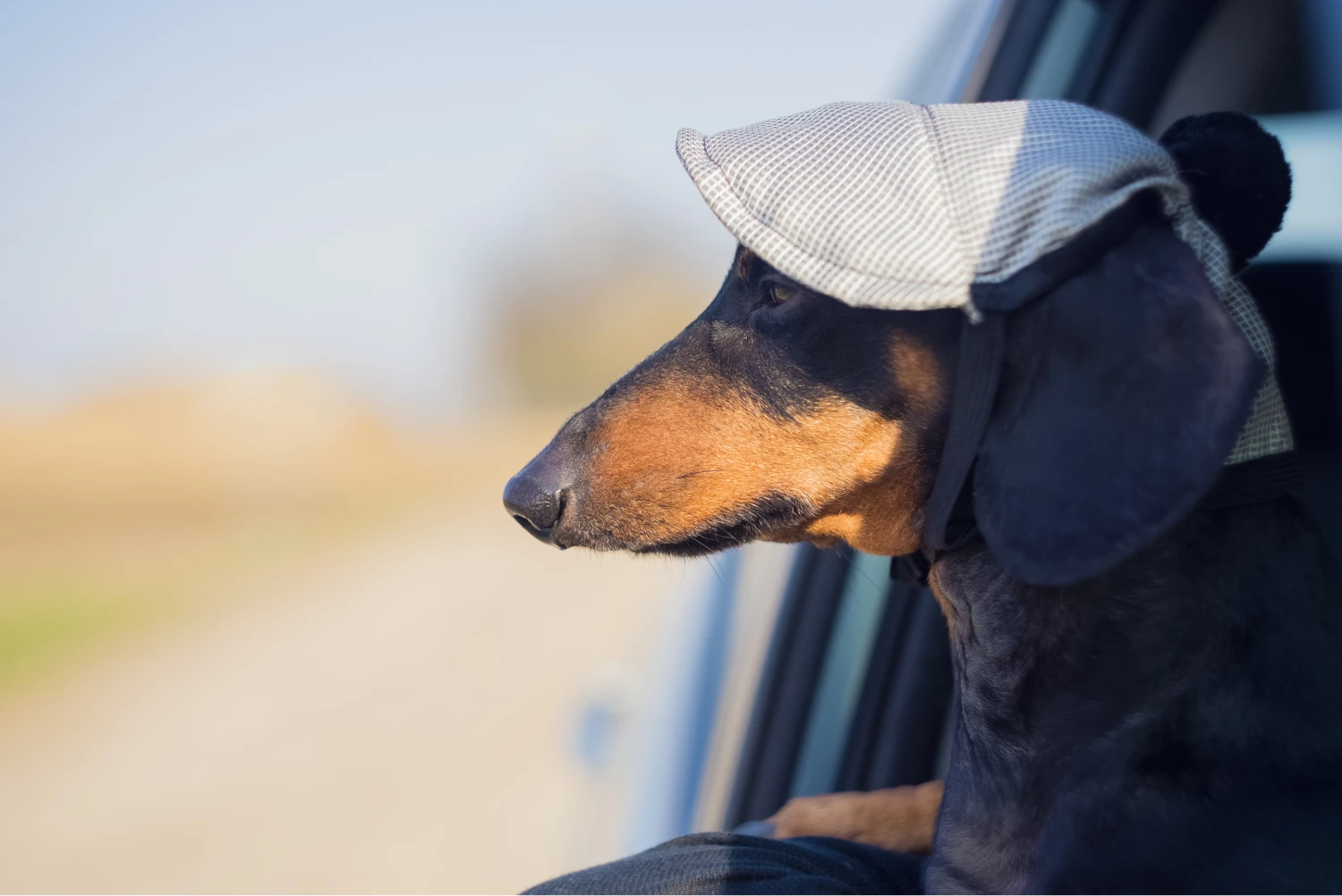 Dog Carrier Purse for Dachshund