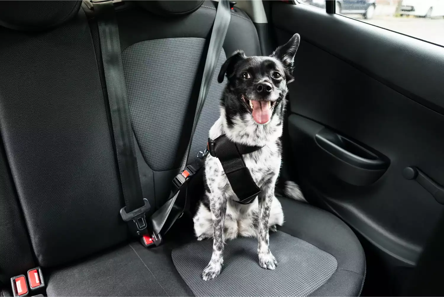 Maltese  Dog Safety Belt for Kia Forte