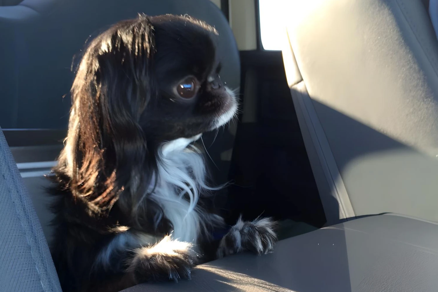 Lexus NX Dog Car Seat for Japanese Chin