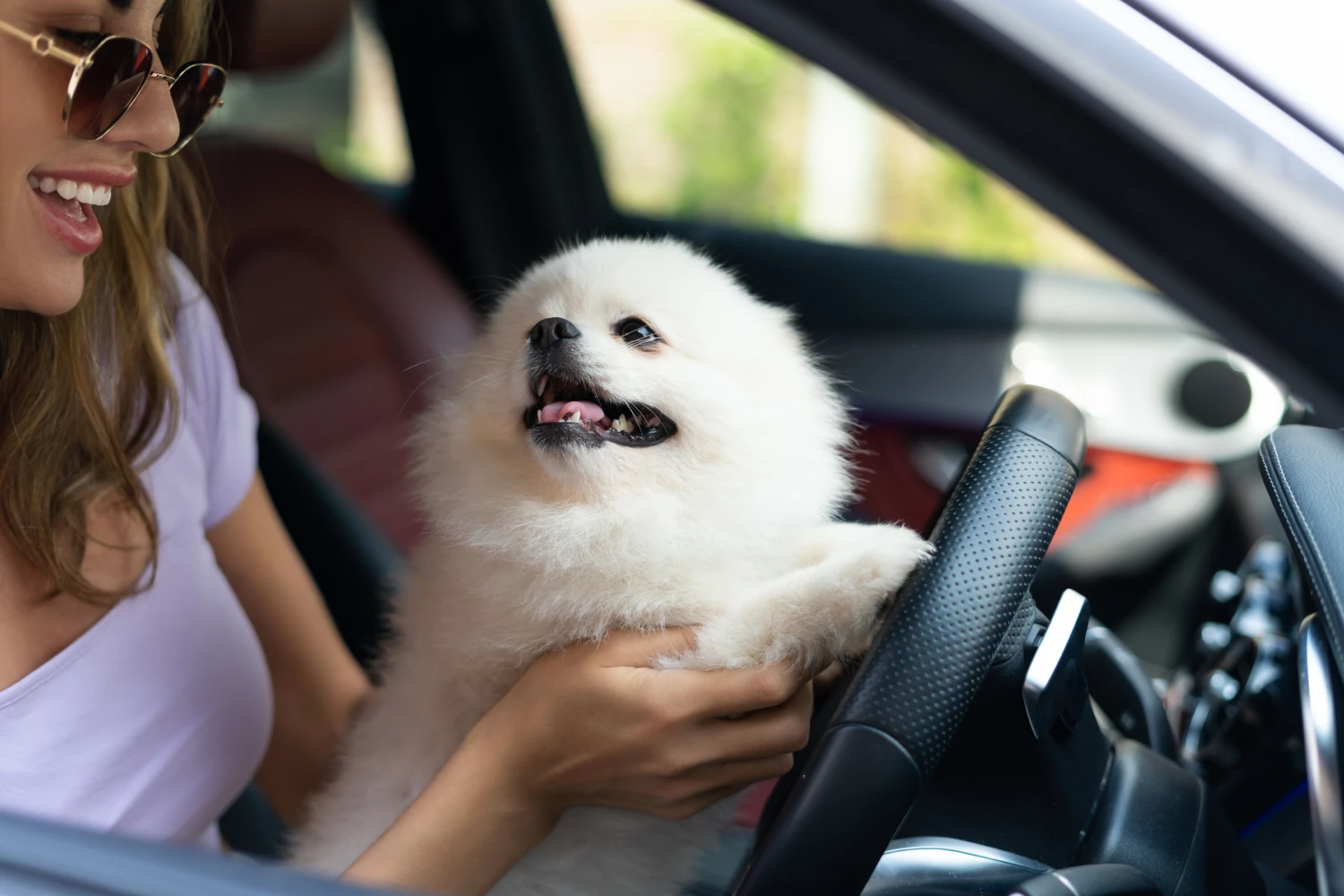 Subaru Impreza Dog Carrier Car Seat for Volpino Italiano