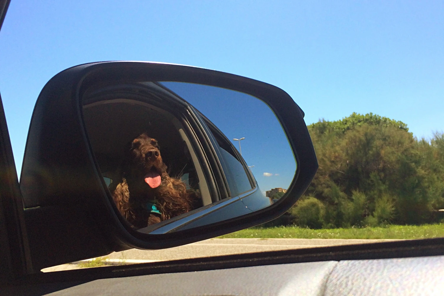 Toyota Tundra Dog Car Seat for Field Spaniels