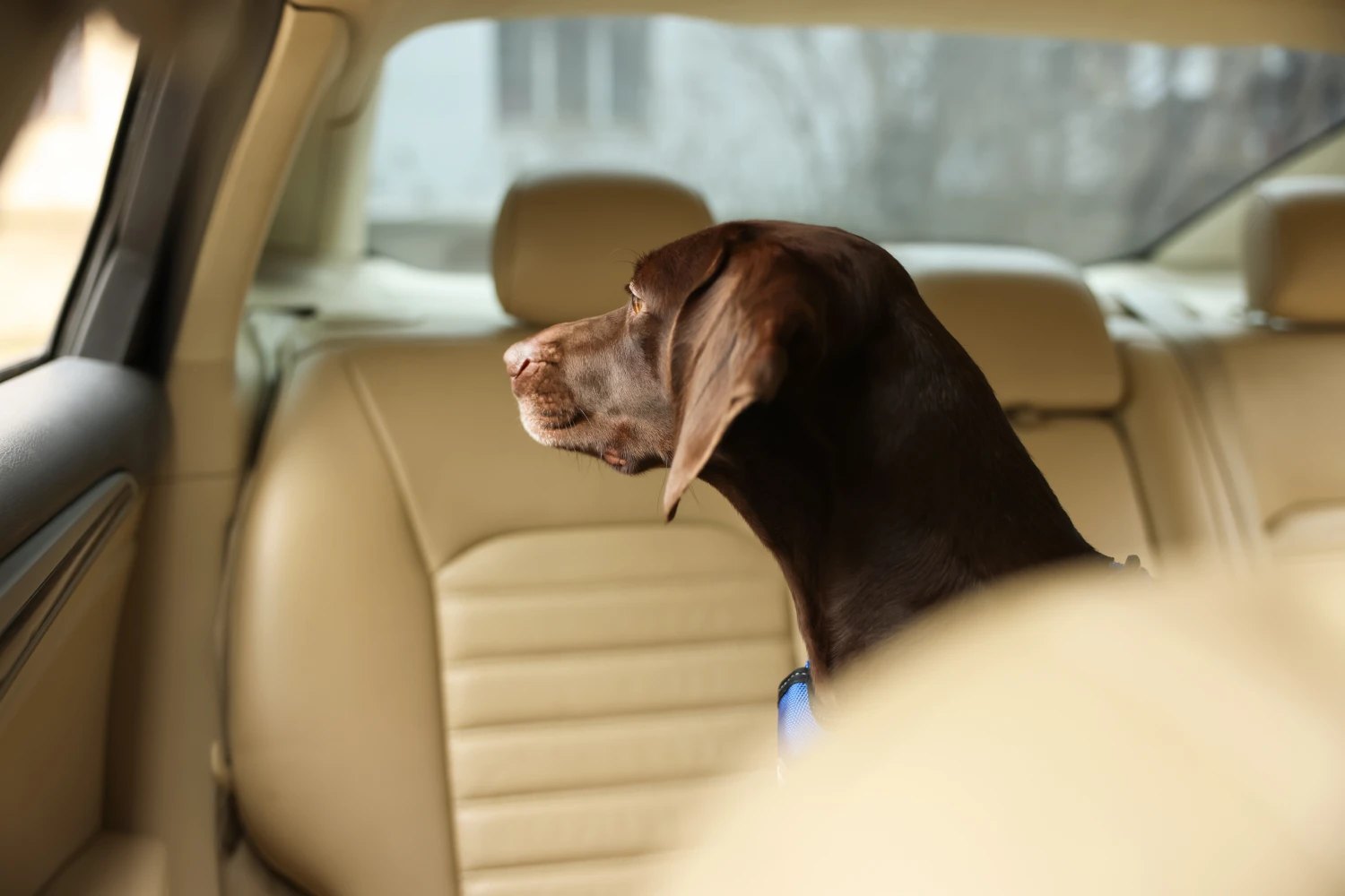 Jeep Grand Cherokee back seat cover for German Shorthaired Pointers