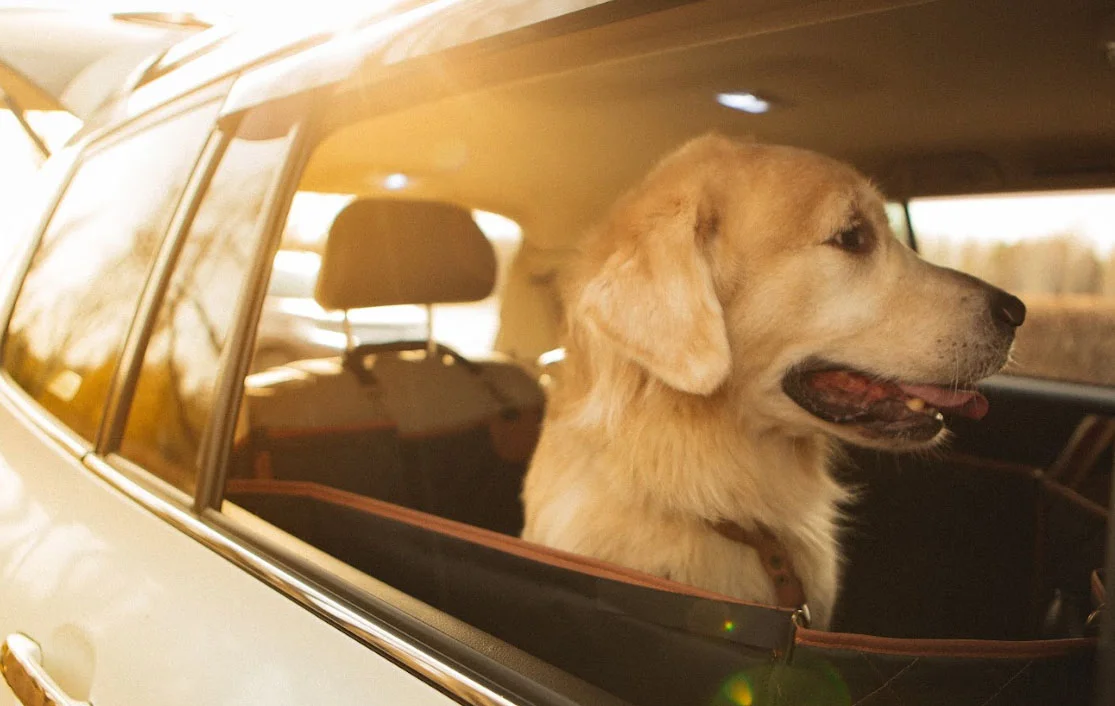 dog back seat cover for Toyota RAV4