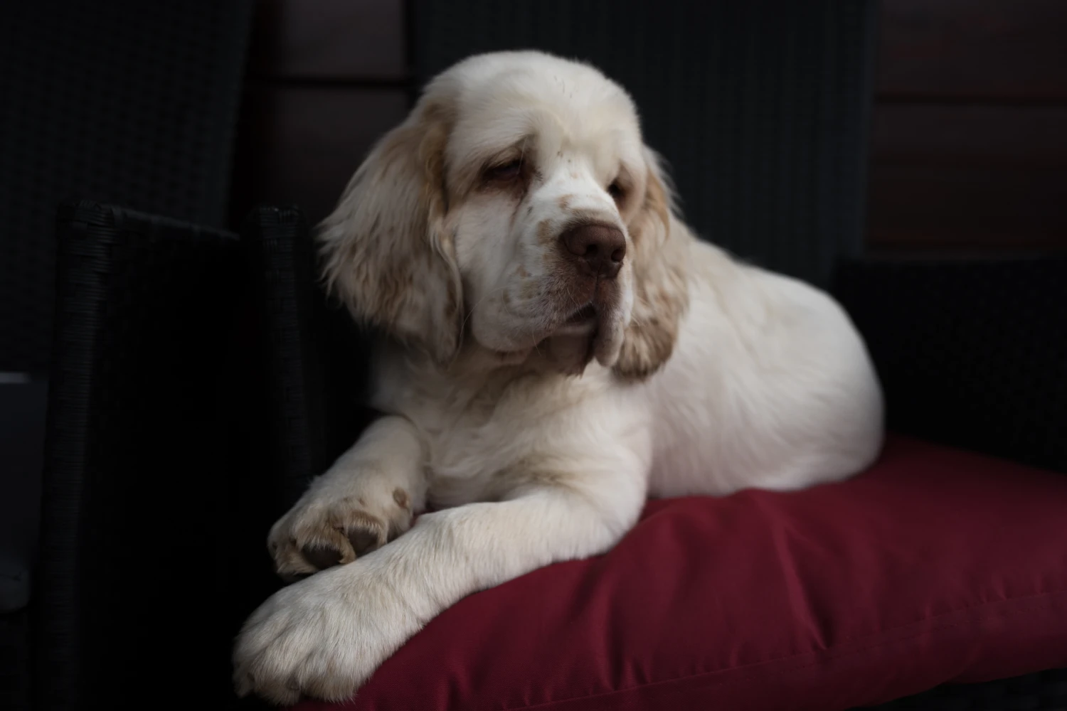 Jeep Cherokee Dog Car Seat for Clumber Spaniels