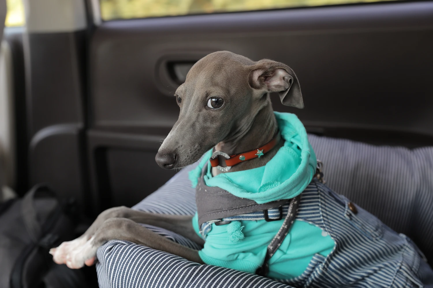 Chrysler Pacifica Dog Car Seat for Italian Greyhounds