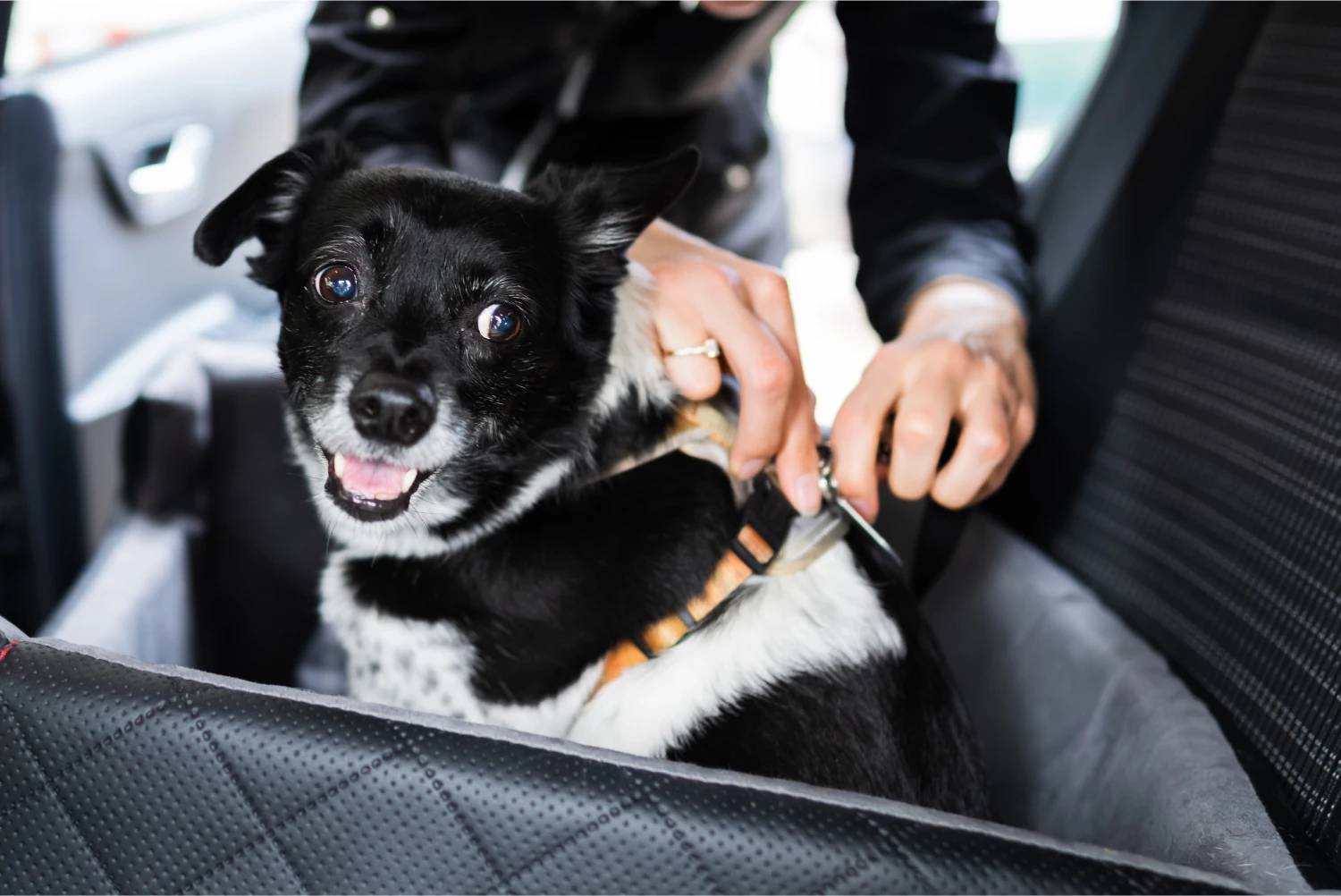 Ford Explorer Dog Safety Belt for Rhodesian Ridgebacks