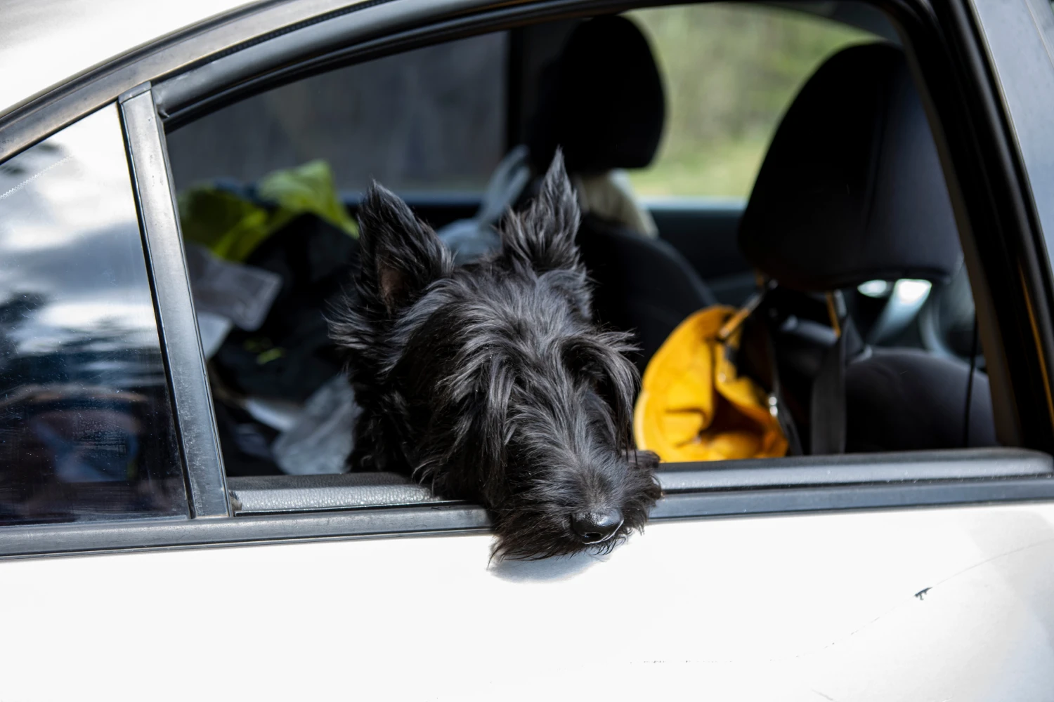 Jeep Compass Dog Car Seat for Scottish Terriers