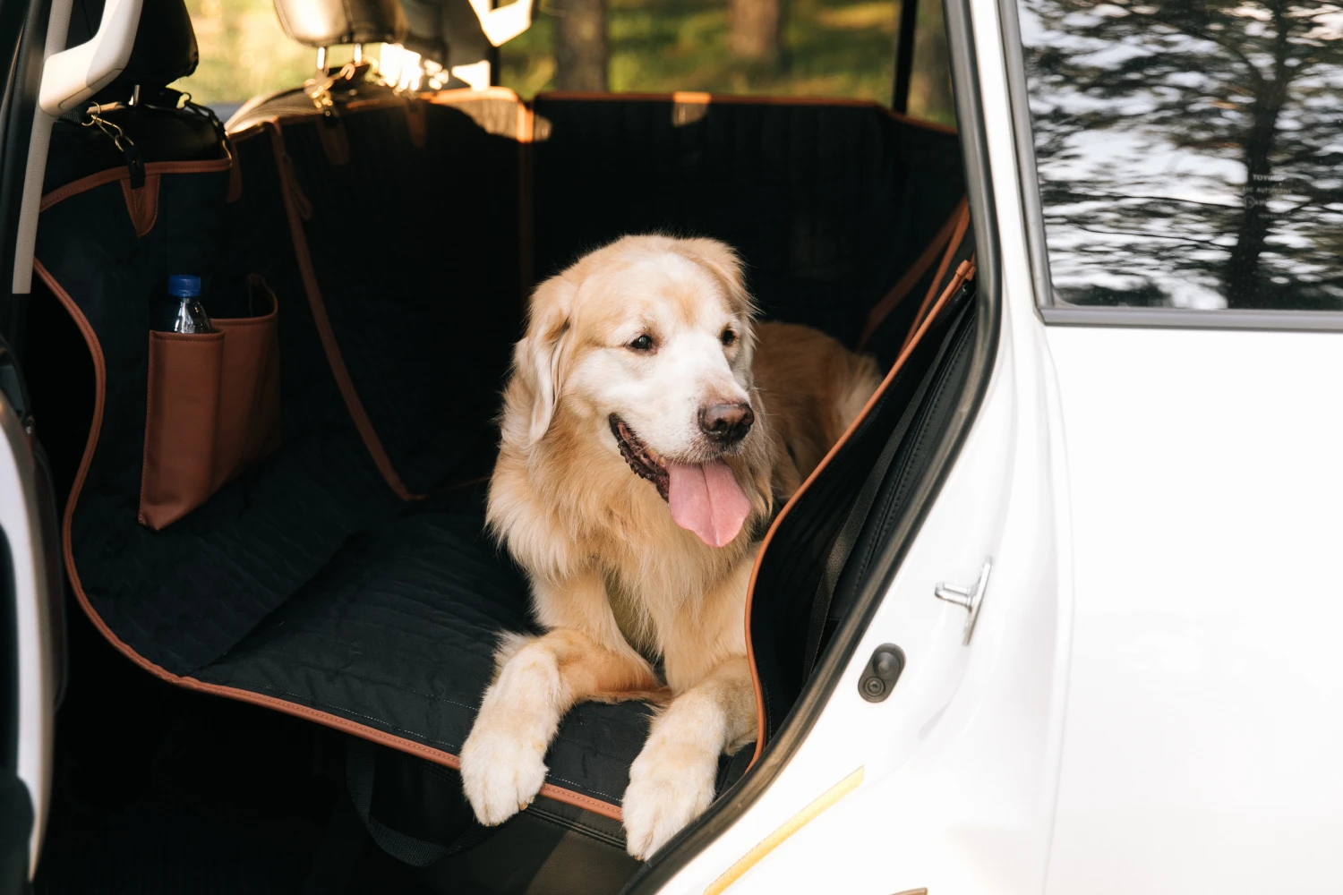 Ford Mustang back seat cover for Havanese