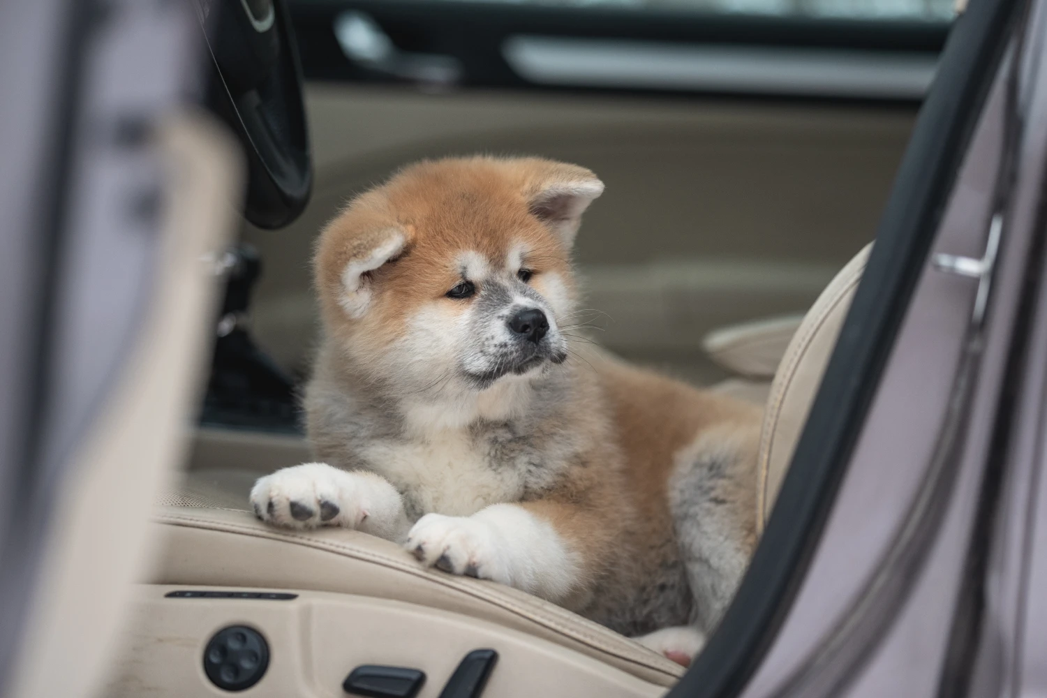 Kia Forte Dog Safety Belt for Akitas