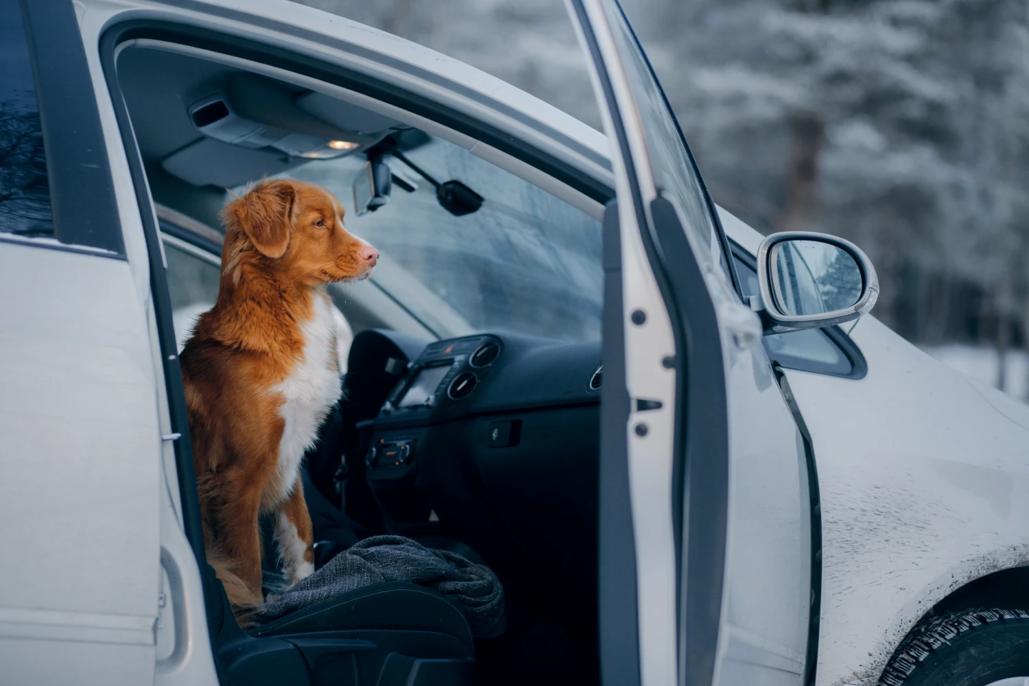 Ford Escape Dog Safety Belt for Nova Scotia Duck Tolling Retrievers