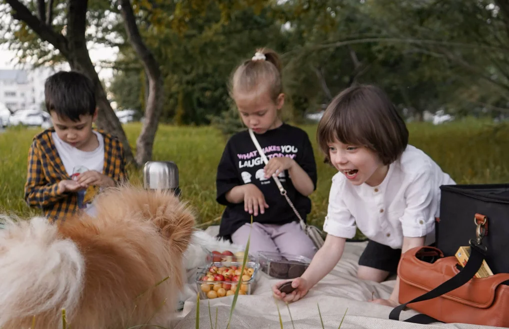 high quality picnic blanket